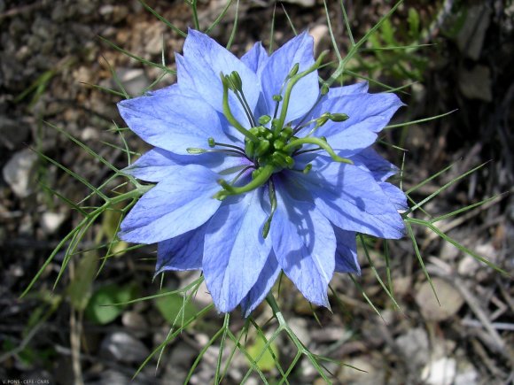 Nigella damascena L. Ranunculaceae - Nigelle de Damas.