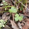 Ranunculus bulbosus L. Ranunculaceae - Renoncule bulbeuse
