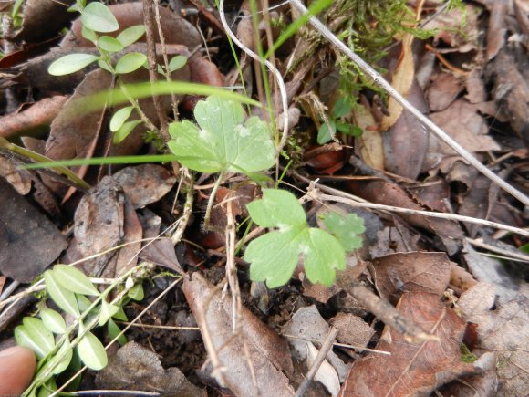 Ranunculus bulbosus L. Ranunculaceae - Renoncule bulbeuse