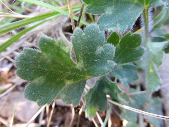 Ranunculus bulbosus L. Ranunculaceae - Renoncule bulbeuse