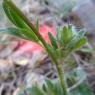 Ranunculus bulbosus L. Ranunculaceae - Renoncule bulbeuse