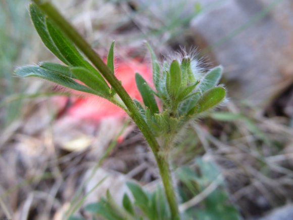 Ranunculus bulbosus L. Ranunculaceae - Renoncule bulbeuse