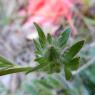 Ranunculus bulbosus