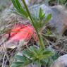 Ranunculus bulbosus L. Ranunculaceae - Renoncule bulbeuse