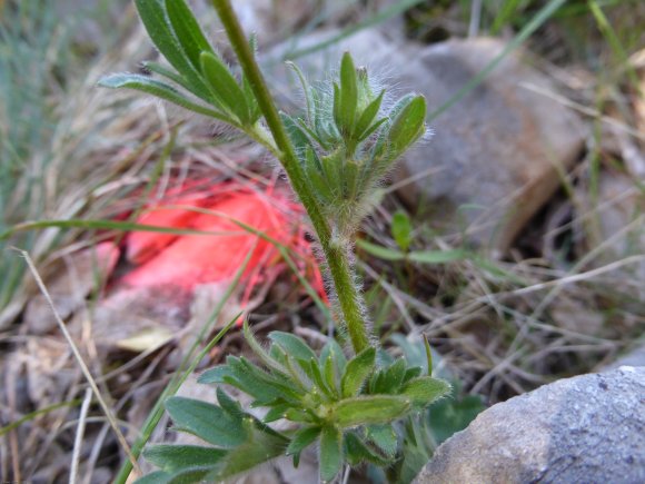 Ranunculus bulbosus L. Ranunculaceae - Renoncule bulbeuse