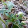 Ranunculus bulbosus L. Ranunculaceae - Renoncule bulbeuse