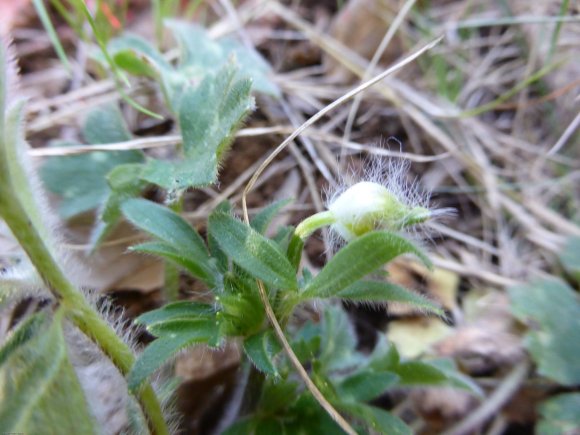 Ranunculus bulbosus L. Ranunculaceae - Renoncule bulbeuse