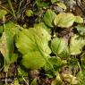 Ranunculus bullatus L. Ranunculaceae Renoncule boursouflée