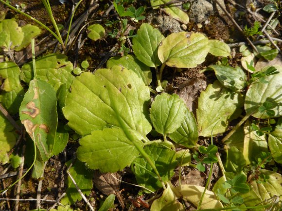 Ranunculus bullatus L. Ranunculaceae Renoncule boursouflée