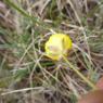 Ranunculus gramineus