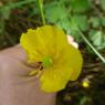 Ranunculus repens L. Ranunculaceae
Renoncule rampante