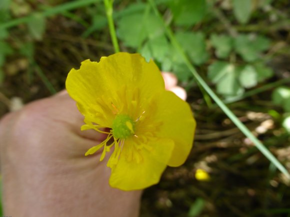 Ranunculus repens L. Ranunculaceae
Renoncule rampante