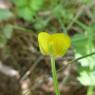 Ranunculus repens L. Ranunculaceae
Renoncule rampante