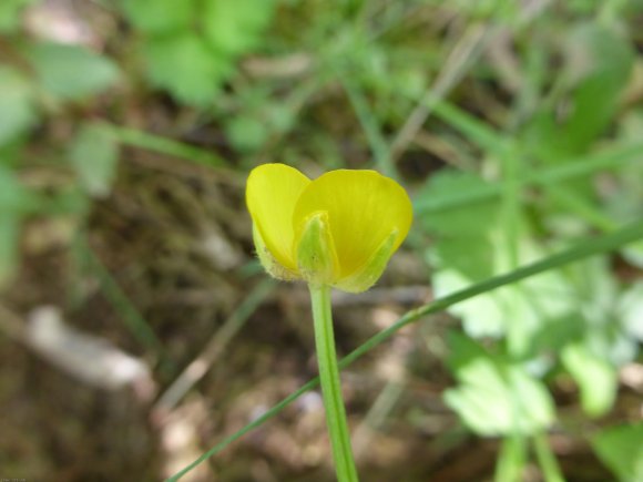 Ranunculus repens L. Ranunculaceae
Renoncule rampante