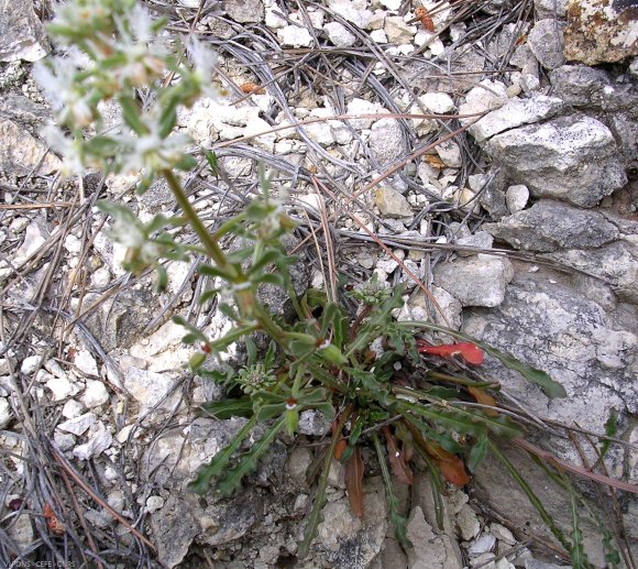 Reseda phyteuma L. Resedaceae - Raiponce
