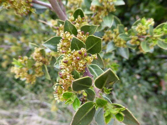 Rhamnus alaternus L. Rhamnaceae - 
Alaterne
