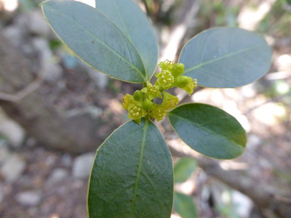 Rhamnus alaternus L. Rhamnaceae Alaterne