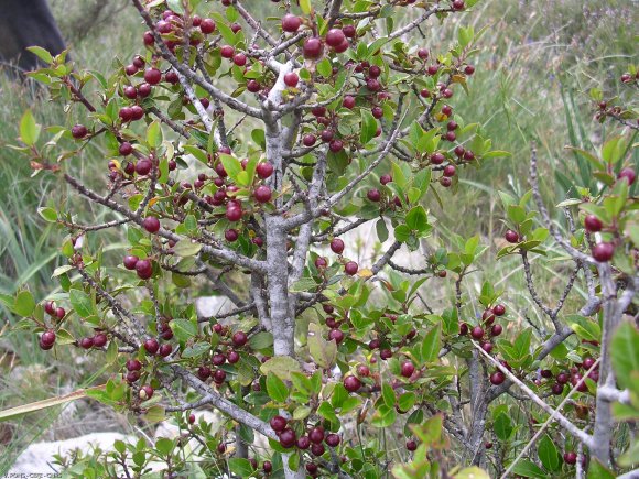 Rhamnus alaternus L. Rhamnaceae - 
Alaterne