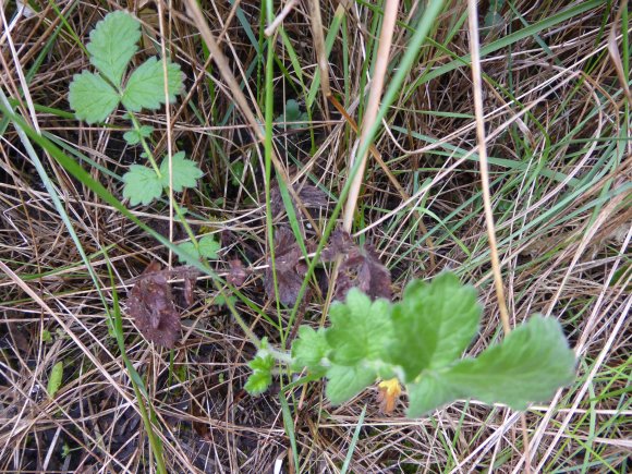 Agrimonia eupatoria L. Rosaceae
Aigremoine eupatoire