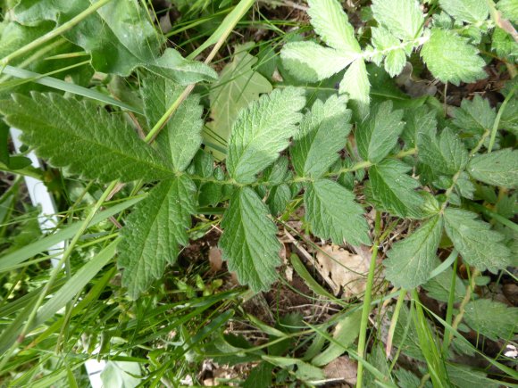 Agrimonia eupatoria L. Rosaceae
Aigremoine eupatoire