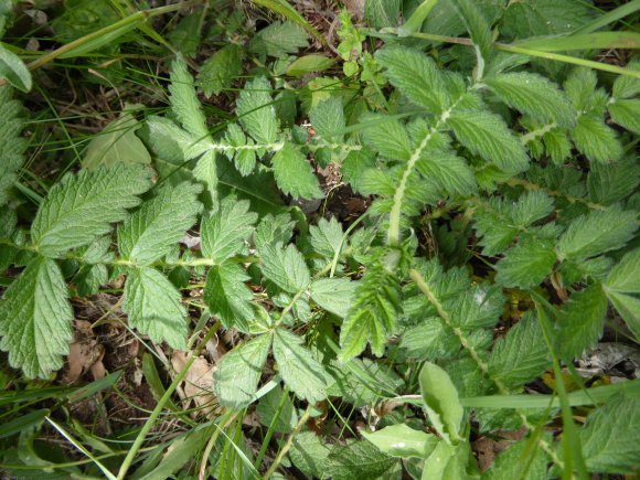 Agrimonia eupatoria L. Rosaceae
Aigremoine eupatoire