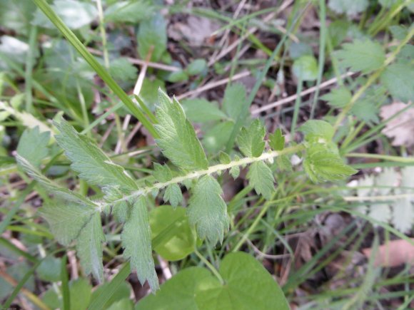 Agrimonia eupatoria L. Rosaceae
Aigremoine eupatoire