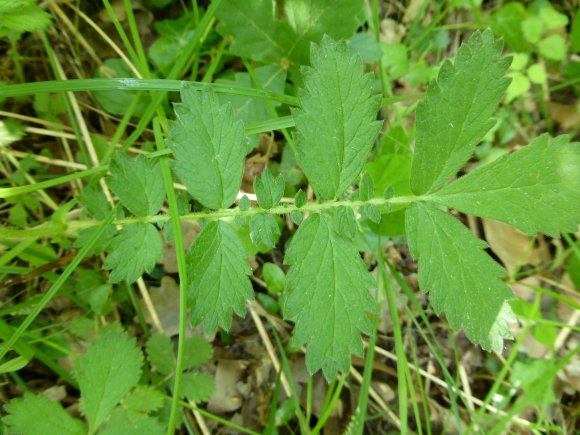 Agrimonia eupatoria L. Rosaceae
Aigremoine eupatoire