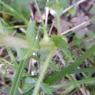 Agrimonia eupatoria L. Rosaceae
Aigremoine eupatoire