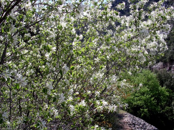 Amelanchier ovalis Medik. Rosaceae - Amélanchier