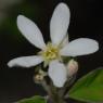 Amelanchier ovalis Medik. Rosaceae - Amélanchier