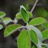 Amelanchier ovalis Medik. Rosaceae - Amélanchier