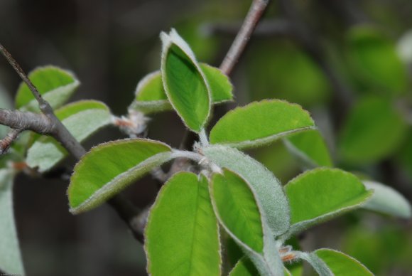 Amelanchier ovalis Medik. Rosaceae - Amélanchier