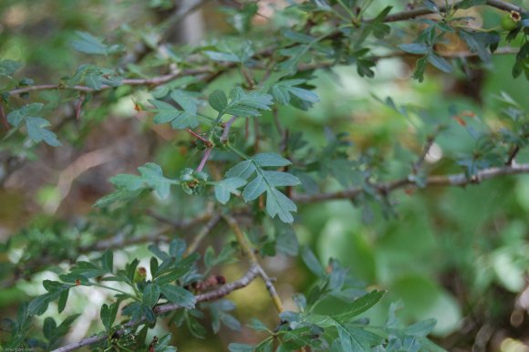 Crataegus monogyna Jacq. Rosaceae - Aubépine