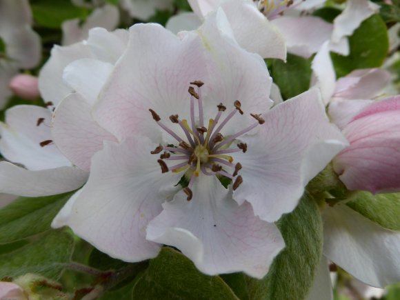 Cydonia oblonga Mill. Rosaceae - 
Cognassier