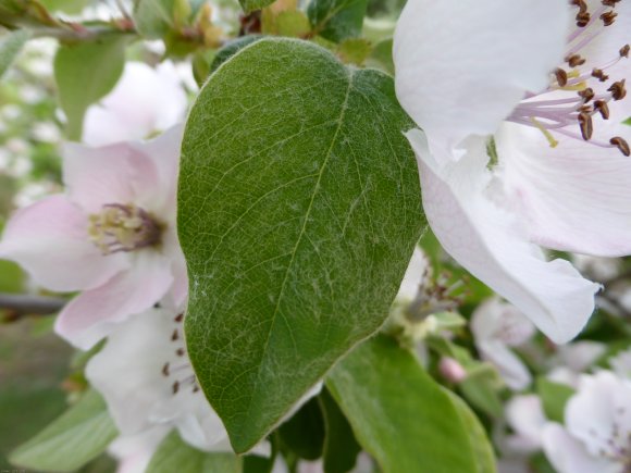 Cydonia oblonga Mill. Rosaceae - 
Cognassier