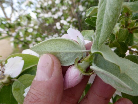 Cydonia oblonga Mill. Rosaceae - 
Cognassier