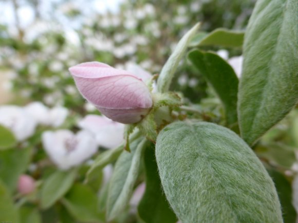 Cydonia oblonga Mill. Rosaceae - 
Cognassier