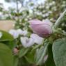 Cydonia oblonga Mill. Rosaceae - 
Cognassier