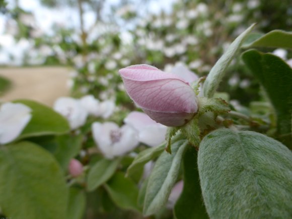 Cydonia oblonga Mill. Rosaceae - 
Cognassier