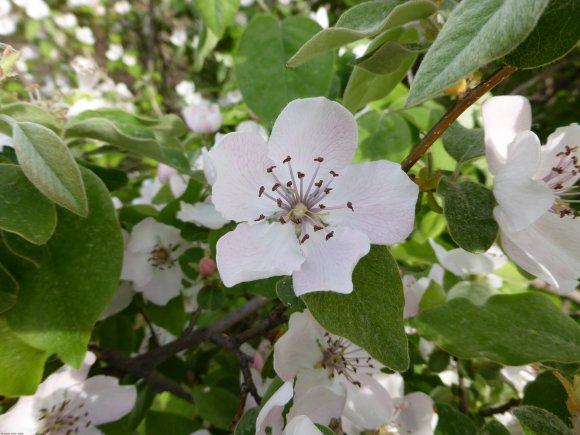 Cydonia oblonga Mill. Rosaceae - 
Cognassier