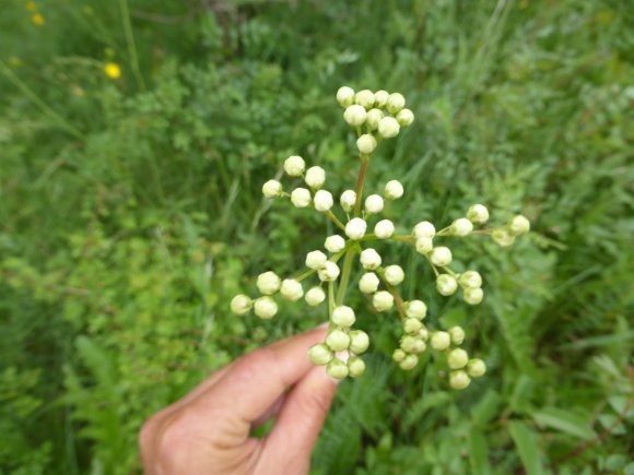 Filipendula vulgaris Moench Rosaceae Filipendule commune