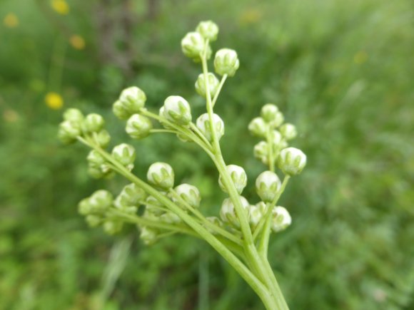 Filipendula vulgaris Moench Rosaceae Filipendule commune