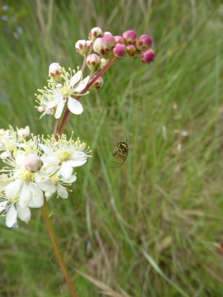 Filipendula vulgaris Moench Rosaceae Filipendule commune