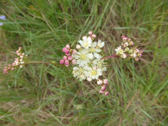 Filipendula vulgaris Moench Rosaceae Filipendule commune