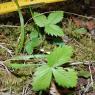 Fragaria vesca L. Rosaceae - Fraisier des bois