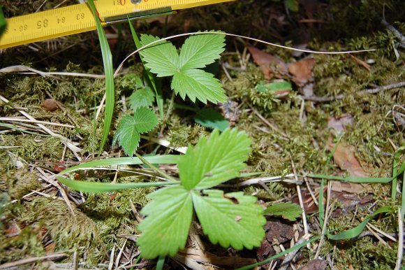 Fragaria vesca L. Rosaceae - Fraisier des bois