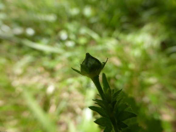 Geum urbanum L. Rosaceae
 - Benoîte commune