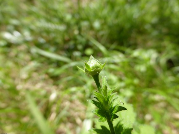 Geum urbanum L. Rosaceae
 - Benoîte commune
