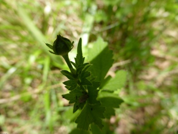 Geum urbanum L. Rosaceae
 - Benoîte commune