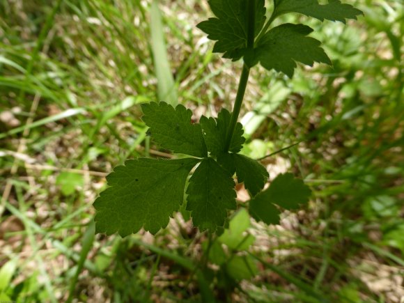 Geum urbanum L. Rosaceae
 - Benoîte commune